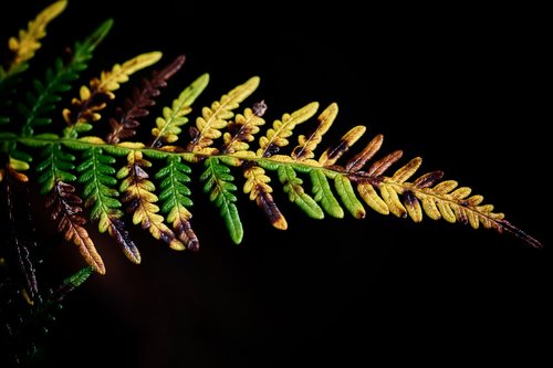 fern  bracken  forest