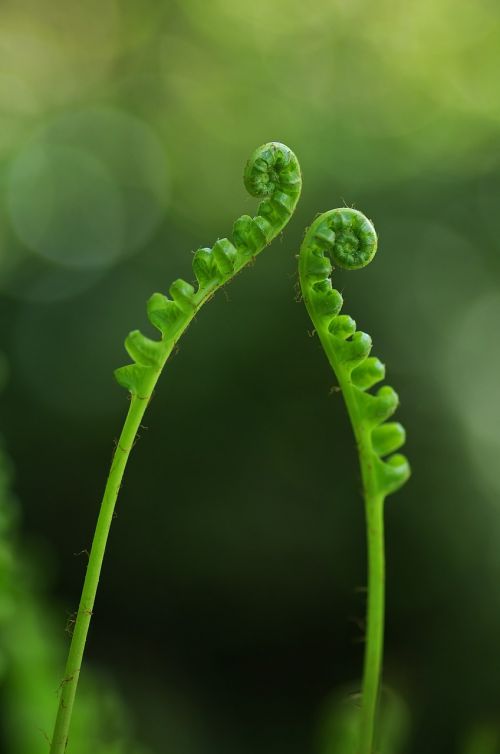 fern plant green