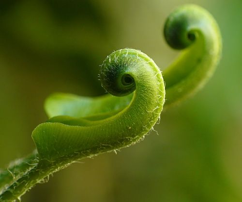 fern american hart's-tongue fern green