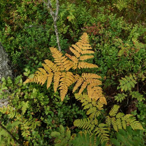 fern autumn fall colors