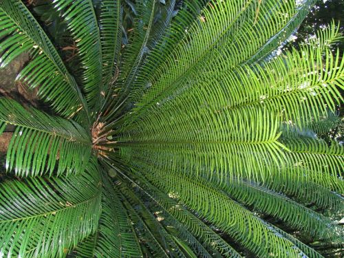 fern nature plant