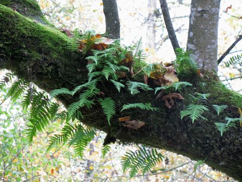 fern tree moss