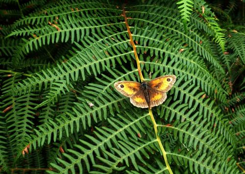 fern butterfly nature