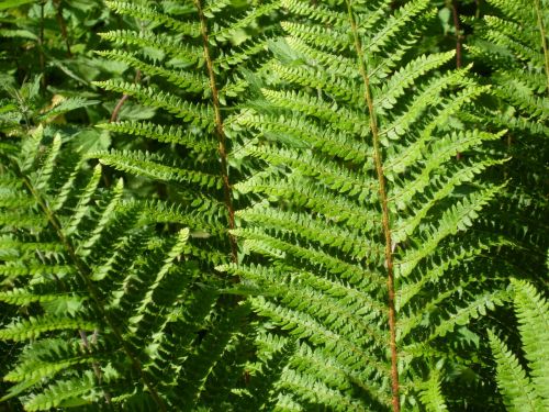 fern green nature