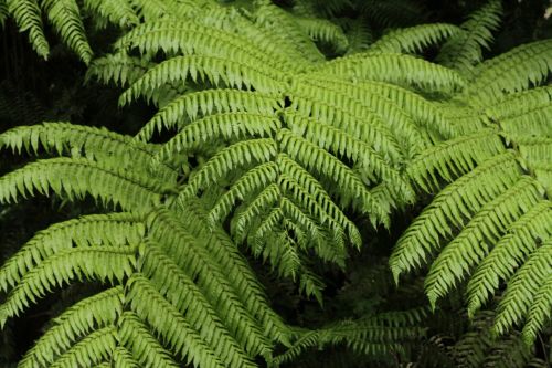 fern vegetation biodiversity
