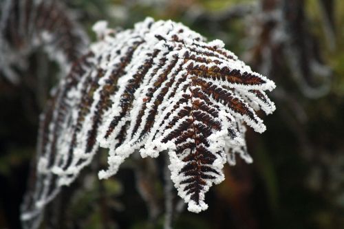 fern winter frozen