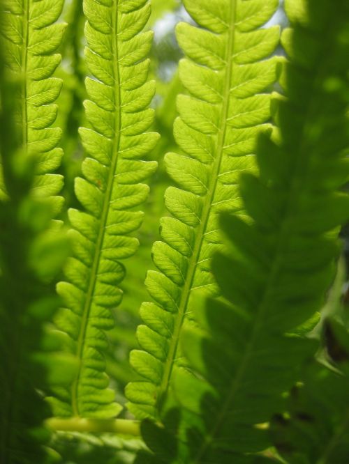 fern green leaves