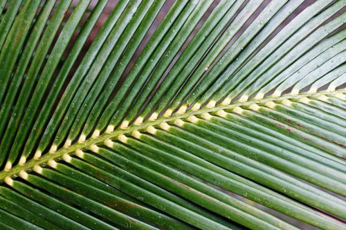 fern green macro