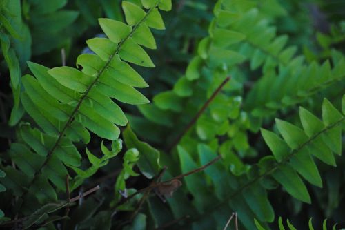 fern green leaf