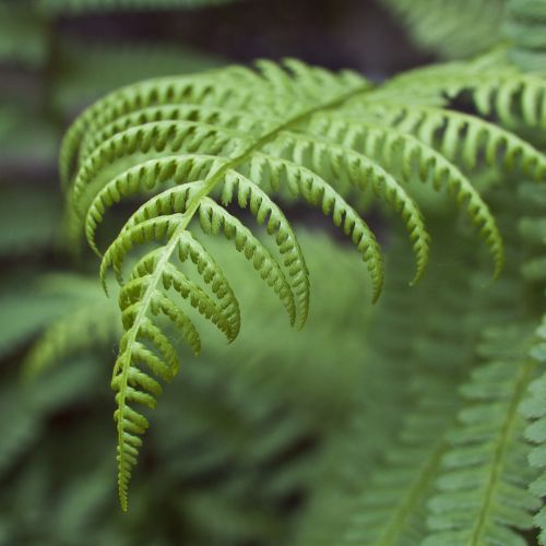 fern leaves plan