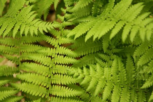 fern plant nature