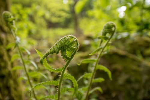 fern forest green