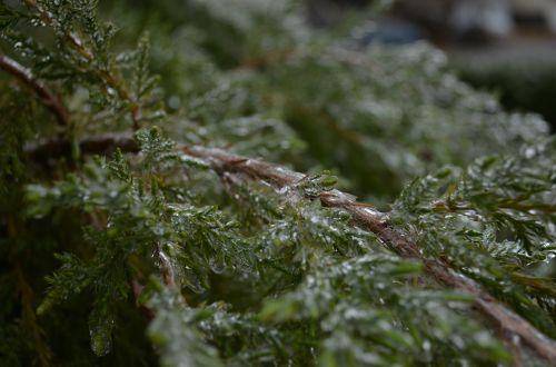 fern bush frost