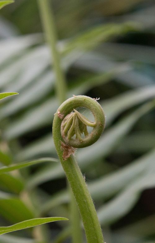 fern green spring