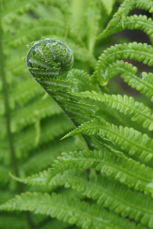 fern curled fern green