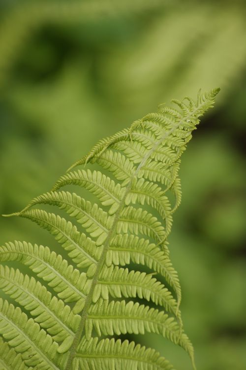 fern green young leaves