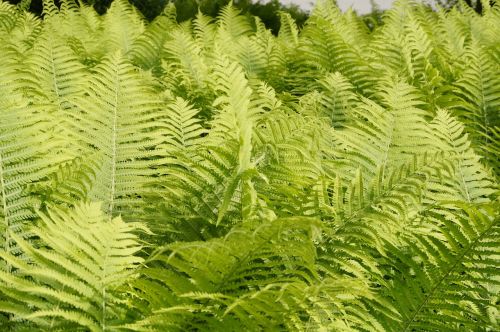 fern green leaves