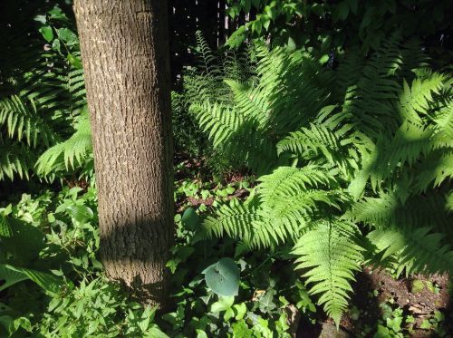 fern garden nature