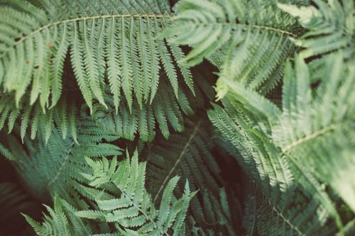 fern plant green