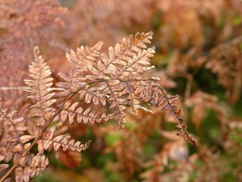 fern withered autumn