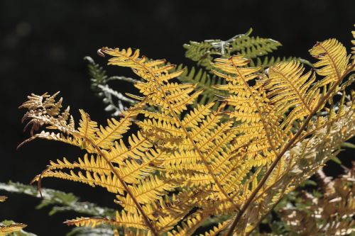 fern plant sun