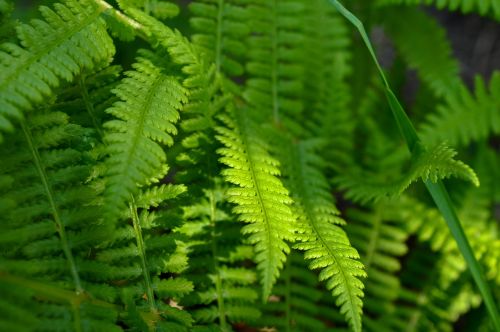 fern green nature
