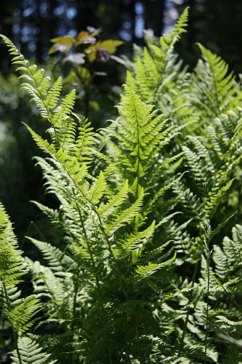 fern nature green