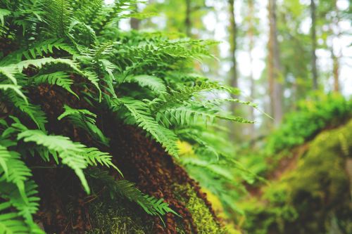 fern forest nature