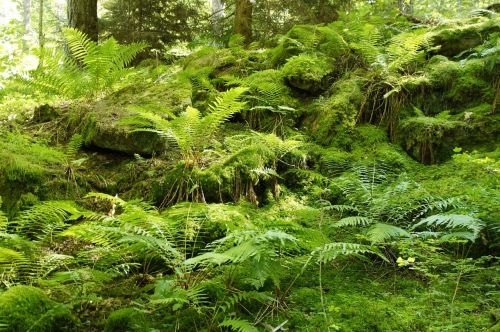 fern green forest
