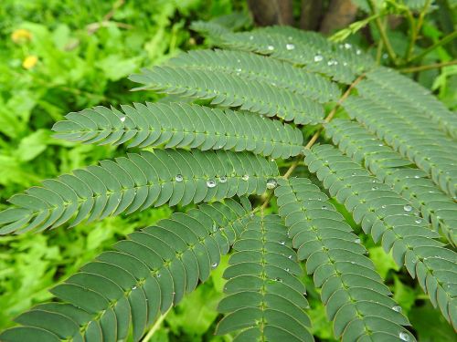 fern fern green dewdrop