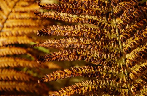 fern autumn brown