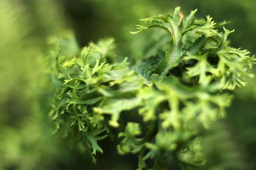 fern frilly green