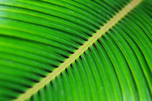 Fern Abstract