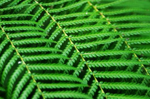 Fern Abstract