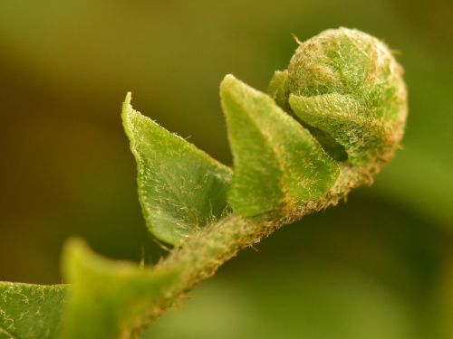fern bud roll leaf