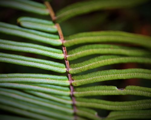 Fern Close-up