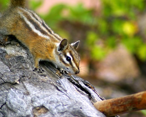 fern lake trail chipmunk  rodent  furry