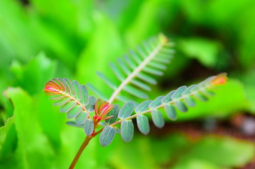 fern-leaf green flora