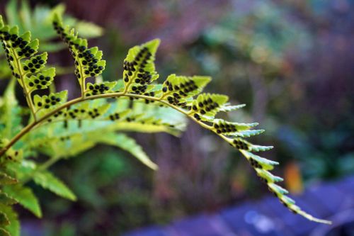 Fern Leaf With Spores