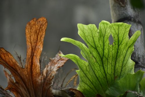 fern leaves dry leaf fresh leaf