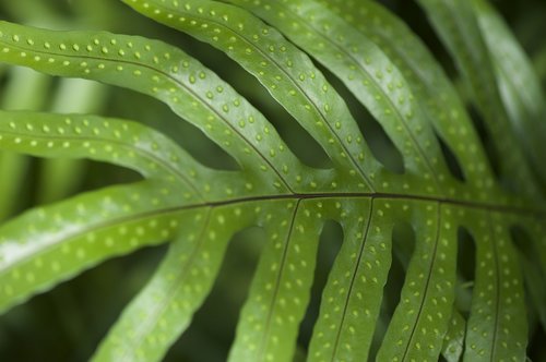 fern leaves  pa  nature