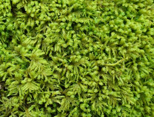 fern moss moss green