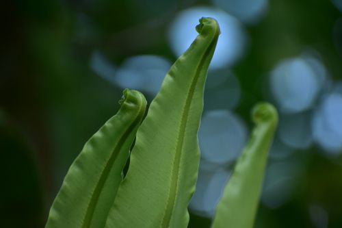 fern shoots sprout fiddlehead