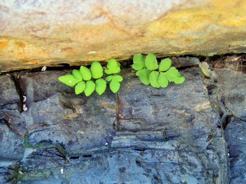 Fern Sprouting In Rock Crevice