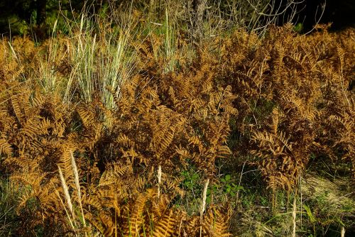 ferns vegetation fall