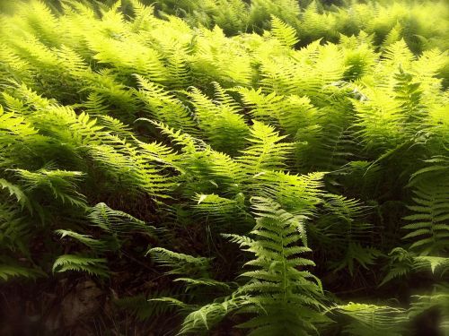 ferns spring green