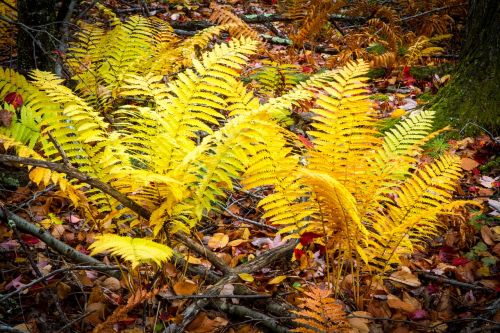 ferns fall forest