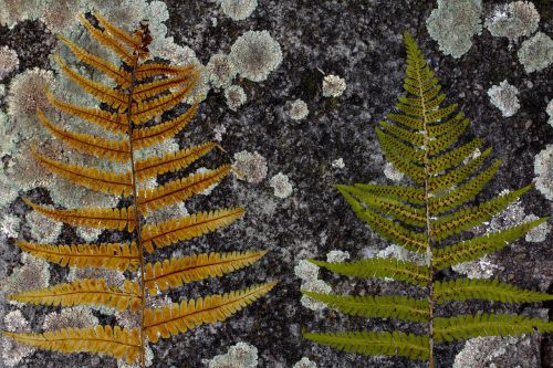 ferns background concrete