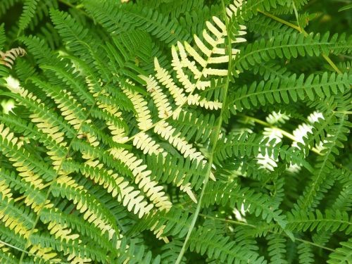 ferns background texture