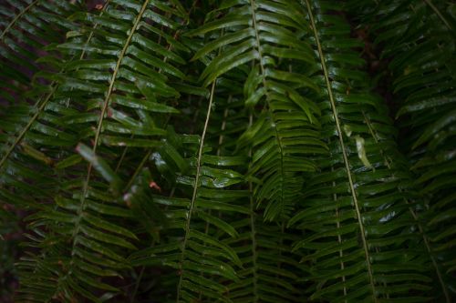 ferns green greenery